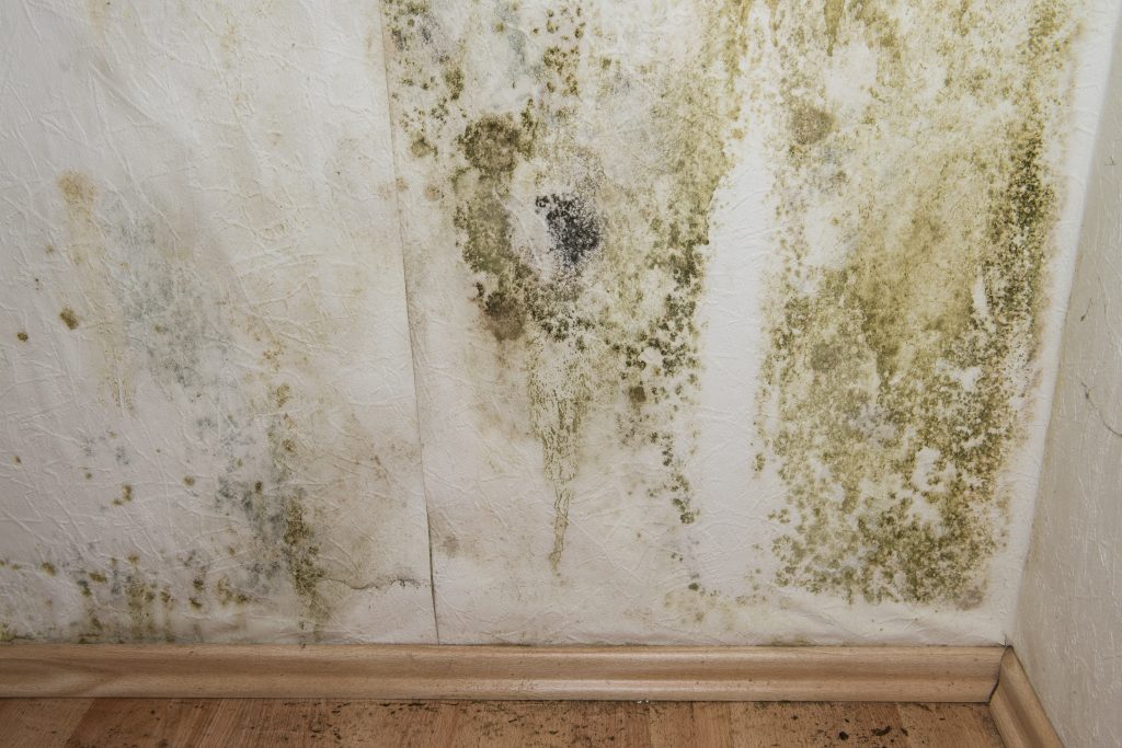Mold and Mildew Growth In Your RV Insider Living