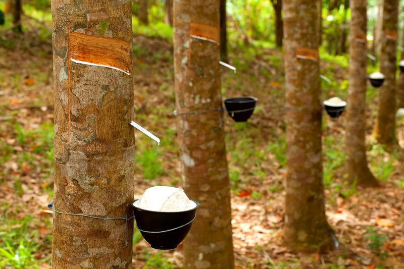 Tapping Latex trees