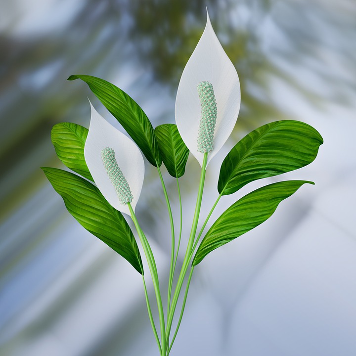 Peace Lily Plant for Sleep