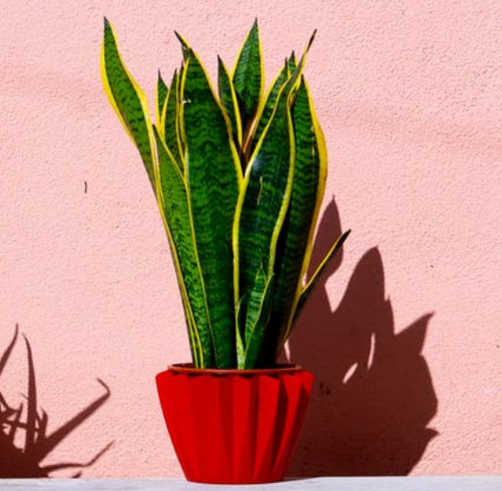 Sleep better with a snake plant