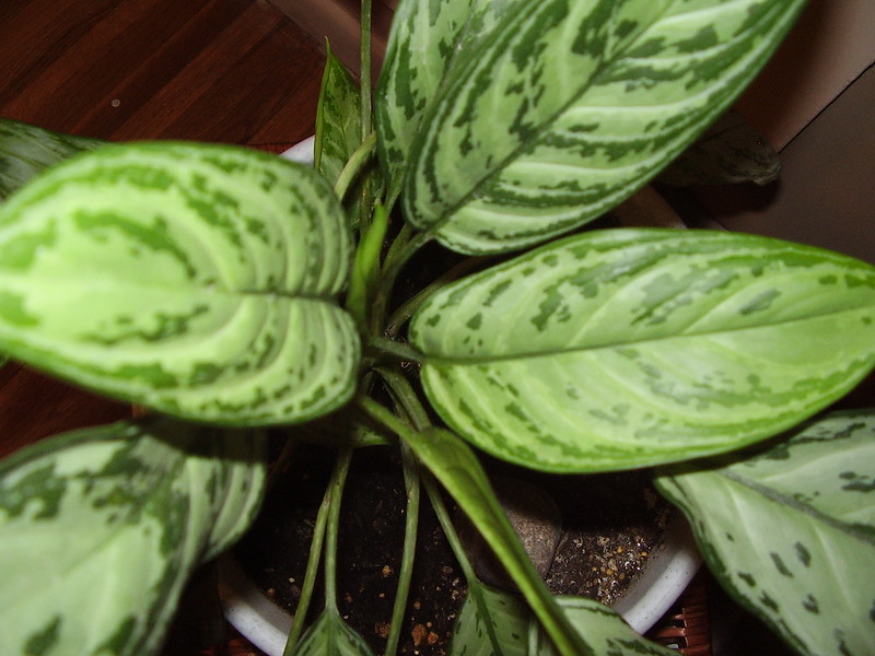 Chinese Evergreen Plant for Sleep