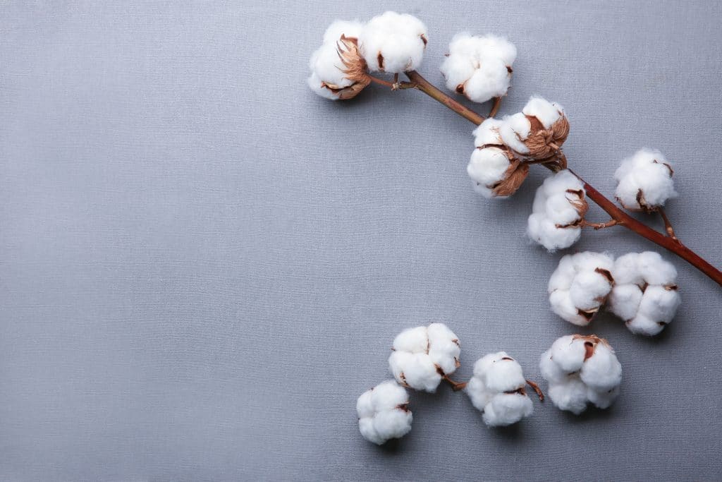 Cotton flowers on fabric